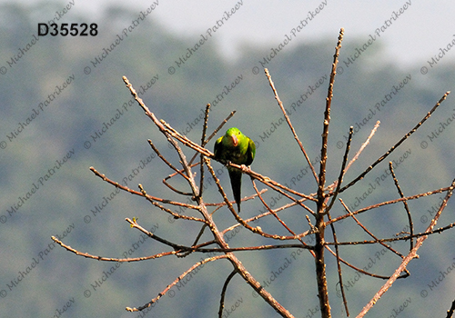 Plain Parakeet (Brotogeris tirica)